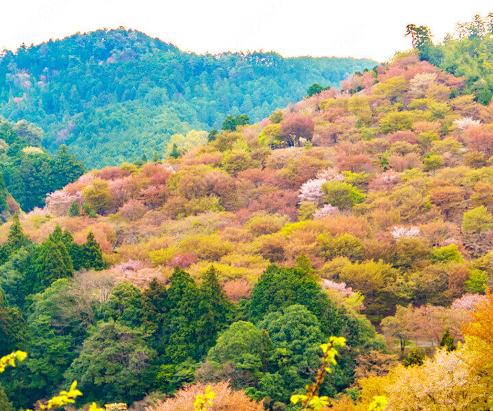 吉野山