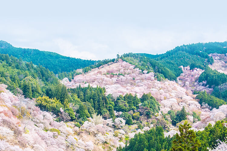 吉野山