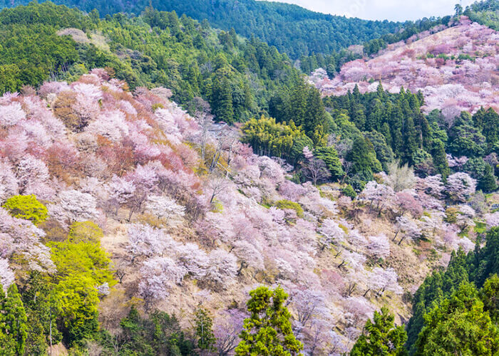 吉野山